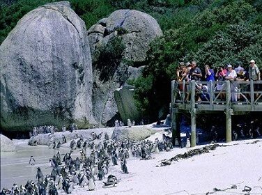 boulders-beach-penguins boulders-beach-penguins