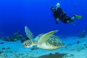 diving diving