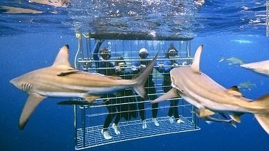 feeding shark feeding shark
