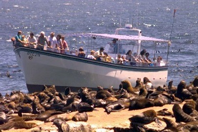 seal cape town seal cape town