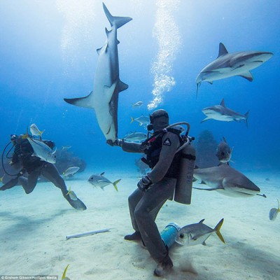 shark shark