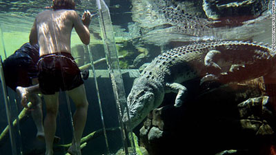 crocodile crocodile