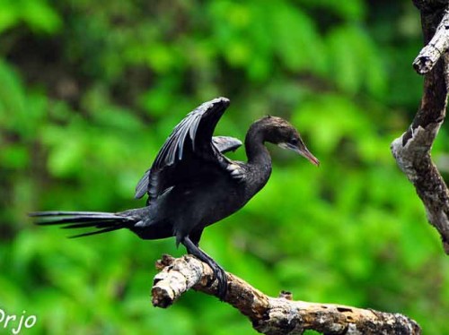 Dr-Salim-Ali-Bird-Sanctuary3 پناهگاه پرندگان دکتر سلیم علی
