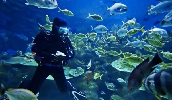 diving-samui جزیره سامویی
