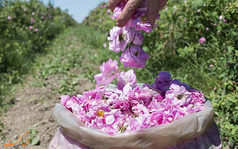 حقایقی از بلغارستان - گل رز حقایقی از بلغارستان - گل رز