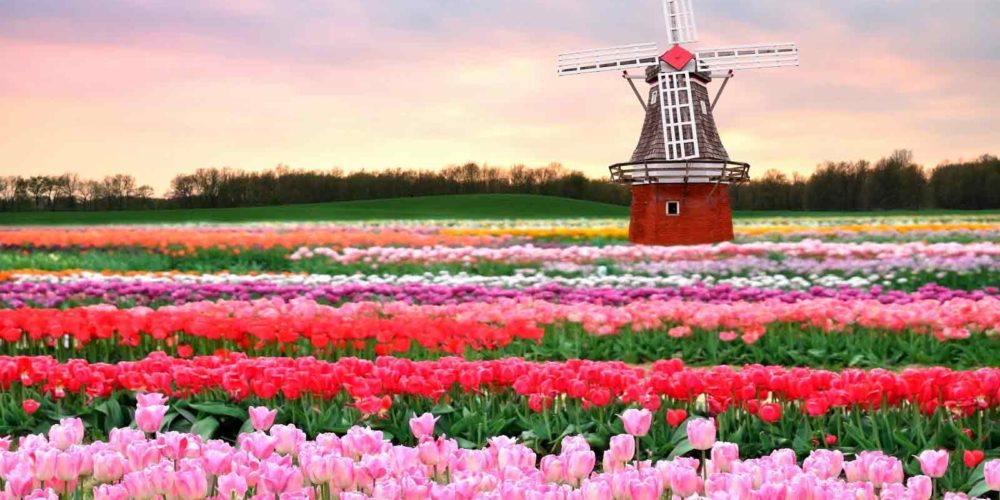Keukenhof-Gardens-Amsterdam Keukenhof-Gardens-Amsterdam