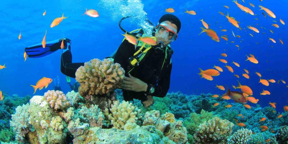 Scuba-Diver-swims-through-trop Scuba-Diver-swims-through-trop