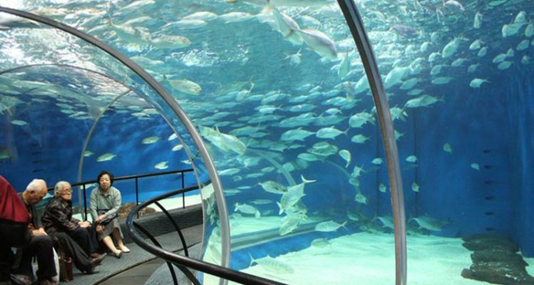 آکواریوم شانگهای (Shanghai Aquarium) آکواریوم شانگهای (Shanghai Aquarium)