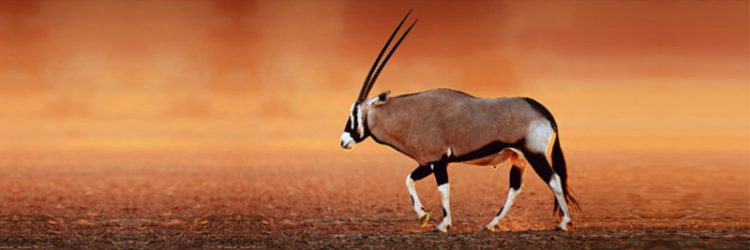 kalahari kalahari