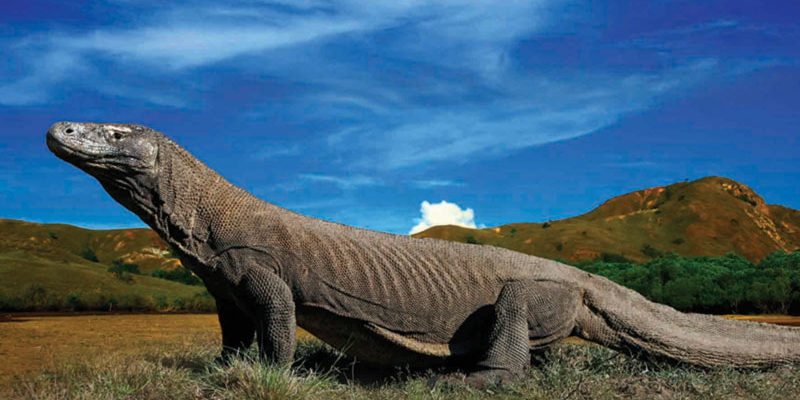 پارک ملی کومودو Komodo پارک ملی کومودو Komodo