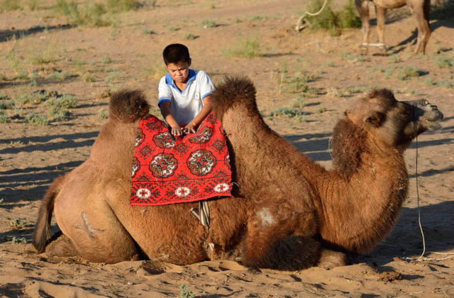 شتر سواری شتر سواری