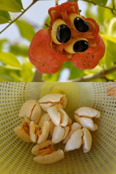 Ackee Ackee