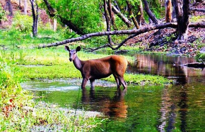 Bandhavgarh National Park, Madhya Pradesh Bandhavgarh National Park, Madhya Pradesh