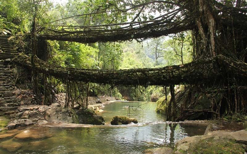 Bridge of living roots, Cherrapunji, Meghalaya Bridge of living roots, Cherrapunji, Meghalaya