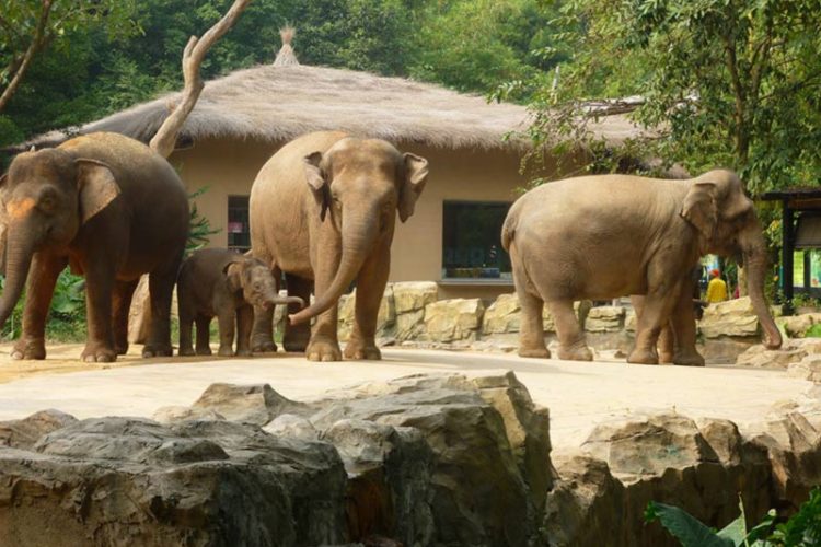Chimelong Xiangjiang Safari.Park.original.6092 Chimelong Xiangjiang Safari.Park.original.6092