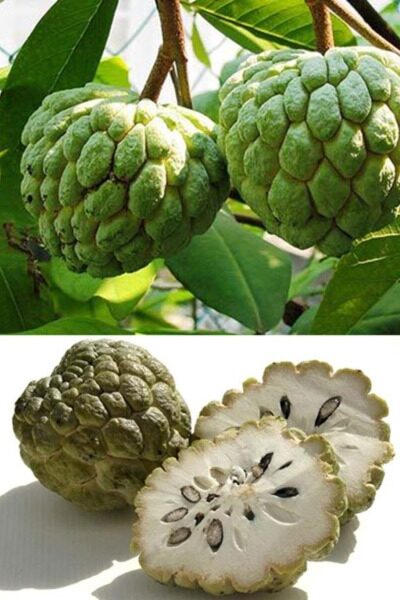 Custard Apple Custard Apple