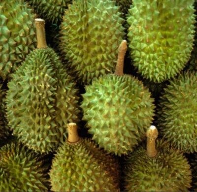 Durian Durian
