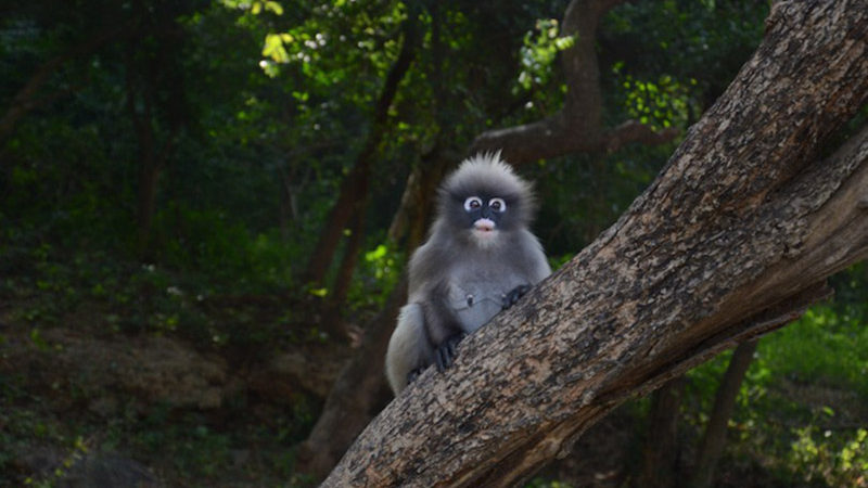 Dusky leaf monkey Dusky leaf monkey