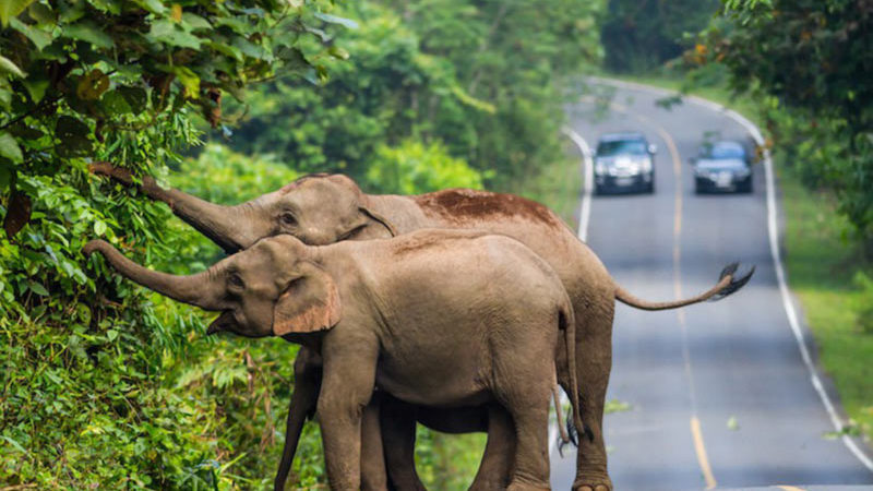 elephant elephant