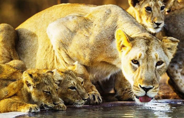 Gir National Park, Gujarat Gir National Park, Gujarat