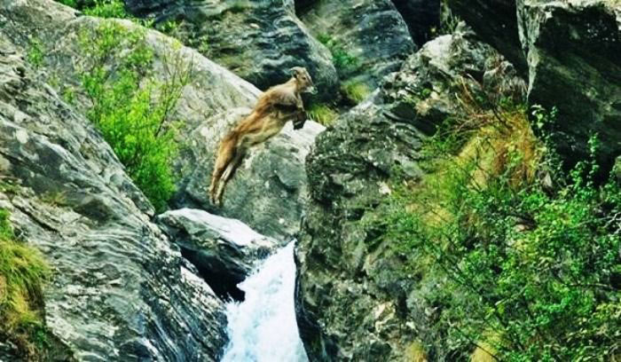 The Great Himalayan National Park, Himachal Pradesh The Great Himalayan National Park, Himachal Pradesh