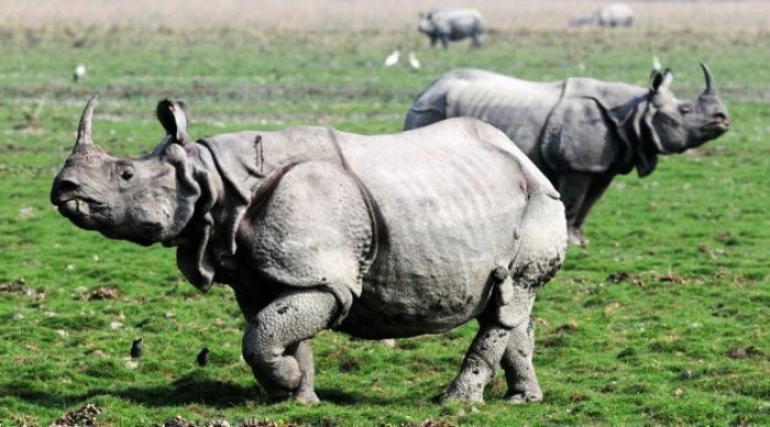 Kaziranga National Park, Assam Kaziranga National Park, Assam