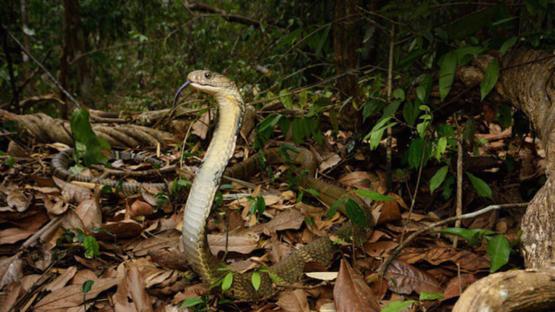 KingCobra KingCobra