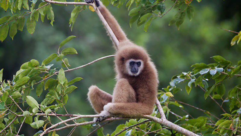 Lar Gibbon Lar Gibbon