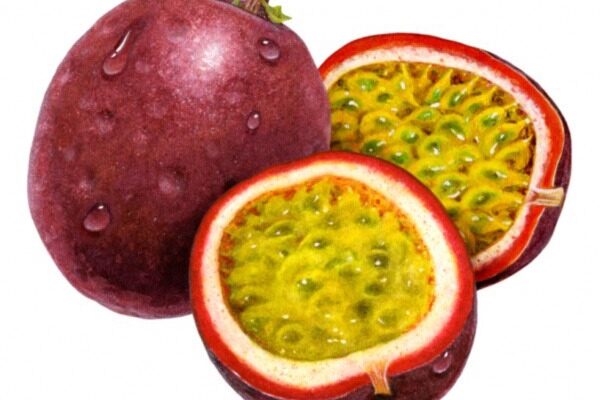 Passion Fruit Passion Fruit