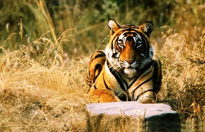 Ranthambore National Park, Rajasthan Ranthambore National Park, Rajasthan