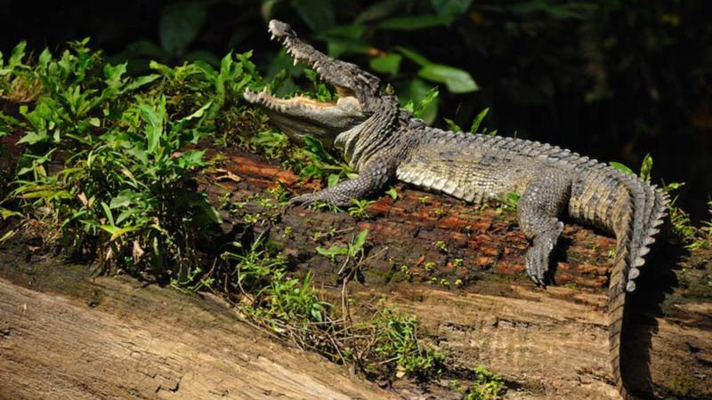 Siamese Crocodile Siamese Crocodile