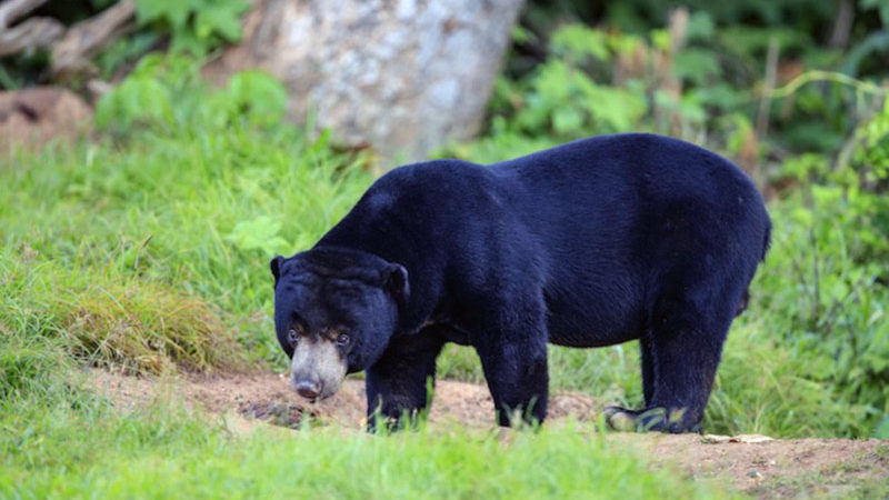 Malayan sun bear Malayan sun bear