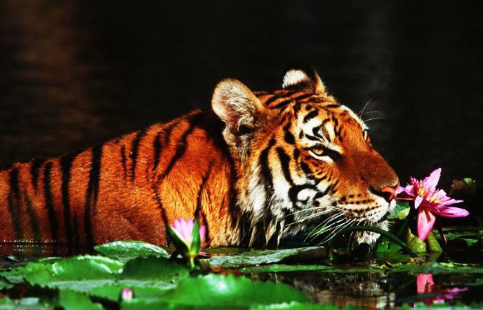 Sunderbans National Park, West Bengal Sunderbans National Park, West Bengal