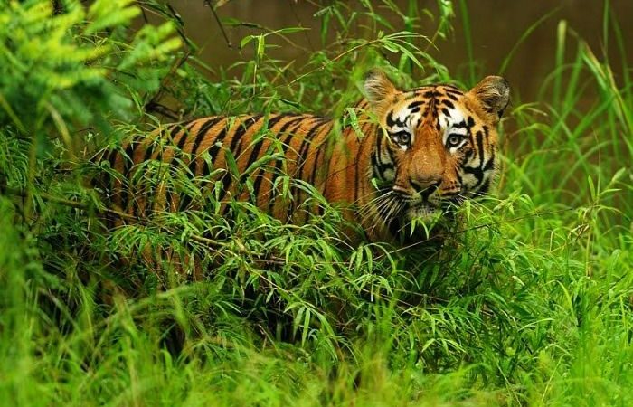 Tadoba Maharashtra Tadoba Maharashtra