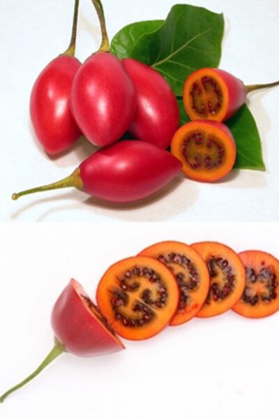 Tamarillo Tamarillo