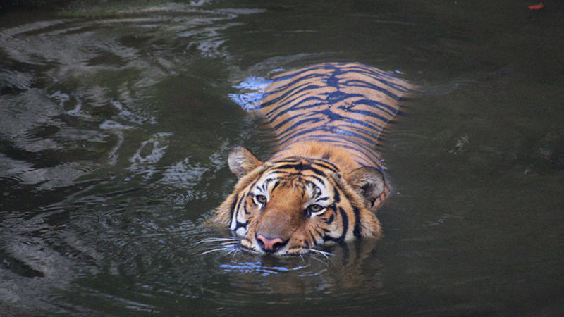 Tiger Tiger