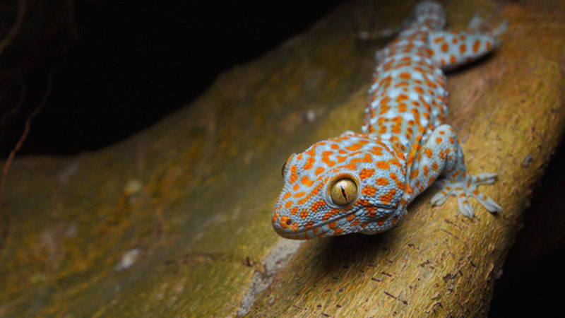 Tokay_gecko Tokay_gecko