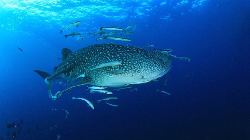 Whale Shark Whale Shark