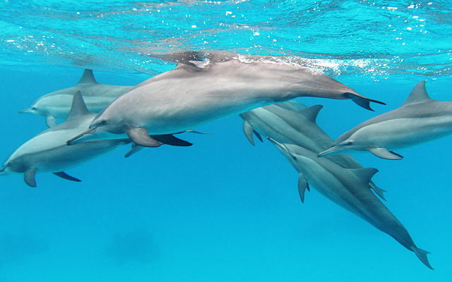 dolphin-trips dolphin-trips