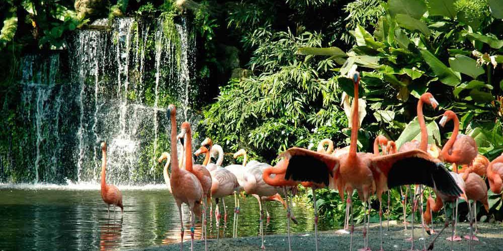 jurong-birdpark-flamingo jurong-birdpark-flamingo