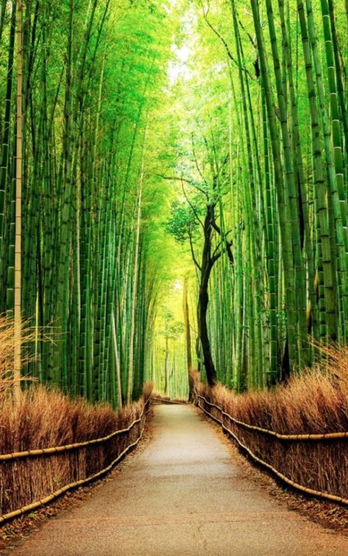 sagano-bamboo-forest-in-japan sagano-bamboo-forest-in-japan