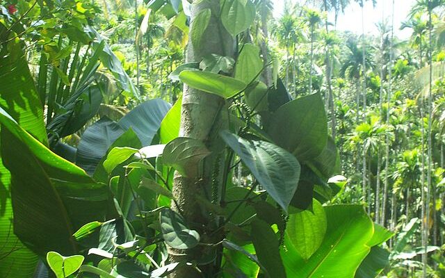 spice-plantations spice-plantations
