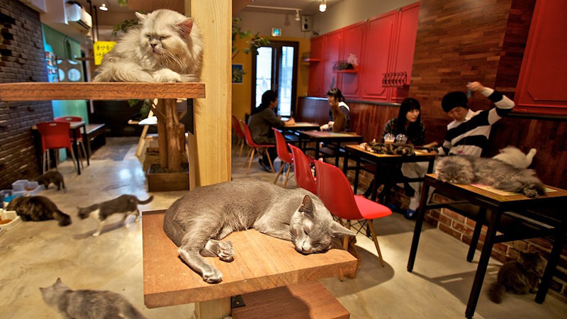 cat cafe seoul cat cafe seoul