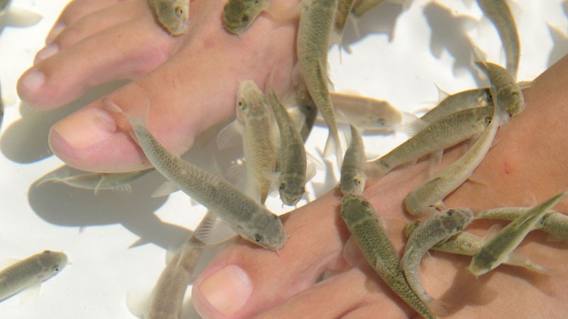 dr fish ocean dr fish ocean