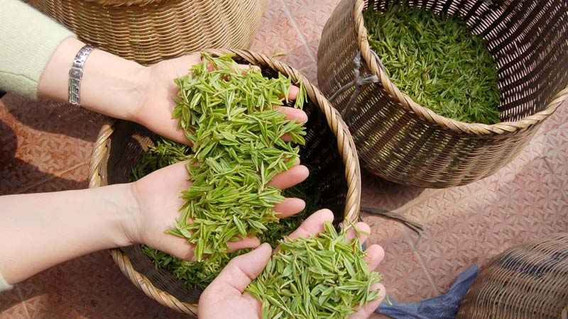 Green tea in china Green tea in china