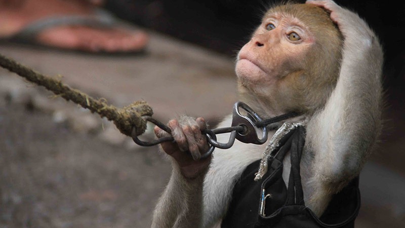 abused monkey abused monkey