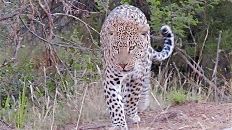 Panther in Pilanesberg Panther in Pilanesberg