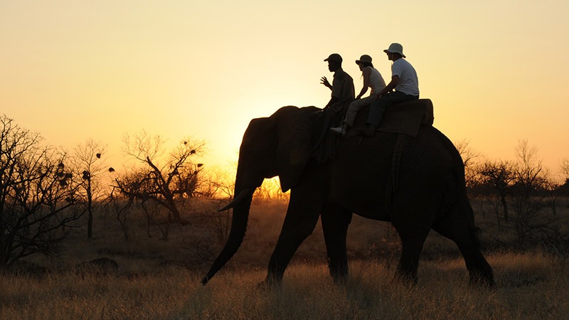 ride an elephant ride an elephant