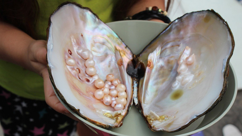 Pearl factory china Pearl factory china