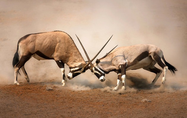 africa-best-game-reserves-etosha africa-best-game-reserves-etosha